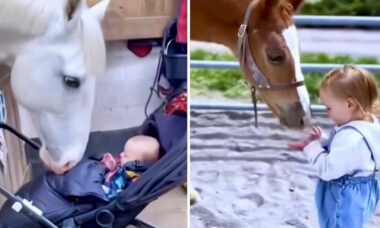 Vídeos fofos mostram a relação afetuosa entre crianças e cavalos