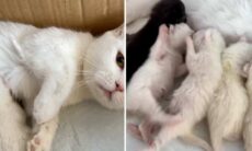 Vídeo une fofura e violência para mostrar que gatos já nascem briguentos