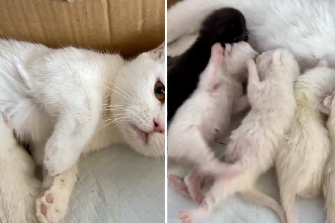 Videon kombinerar gullighet och våld för att visa att katter föds som kämpar