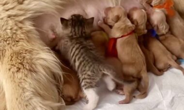 귀여운 영상: 영리한 새끼 고양이가 젖먹이 강아지 새끼들 사이로 스며들다. 사진: Instagram Reproduction
