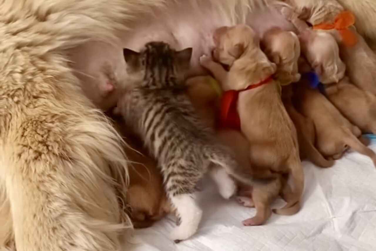 Aranyos videó: Okos kiscica beszivárog a kölyökkutyák közé szoptatás közben