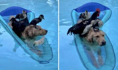 웃긴 비디오: 개가 닭장 문을 열고 모두를 수영장으로 이끌어갑니다. 사진: Instagram 캡처