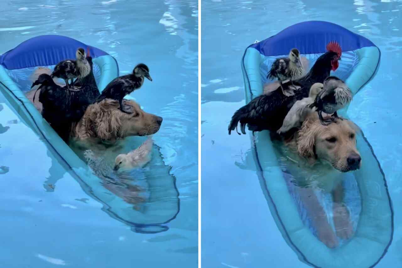 Vtipné video: Pes otevírá dveře kuřecího dvora a vede všechny do bazénu. Foto: Reprodukce Instagram