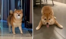 웃기는 비디오로 입증된 사실: 시바 이누는 독특한 작은 개들. 사진: Instagram 복제