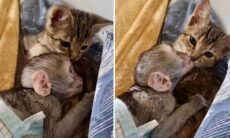 Vídeo fofo: macaquinho e gato são melhores amigos