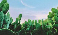 Desafio: você consegue encontrar o gato entre cactos em menos de 10 segundos?