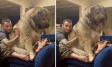 Vídeo fofo: cachorro gigantesco também gosta de um colo