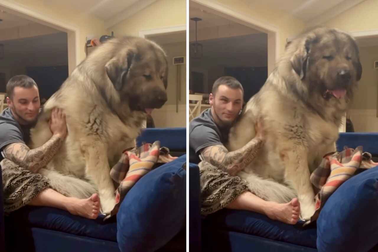 Vídeo fofo: cachorro gigantesco também gosta de um colo