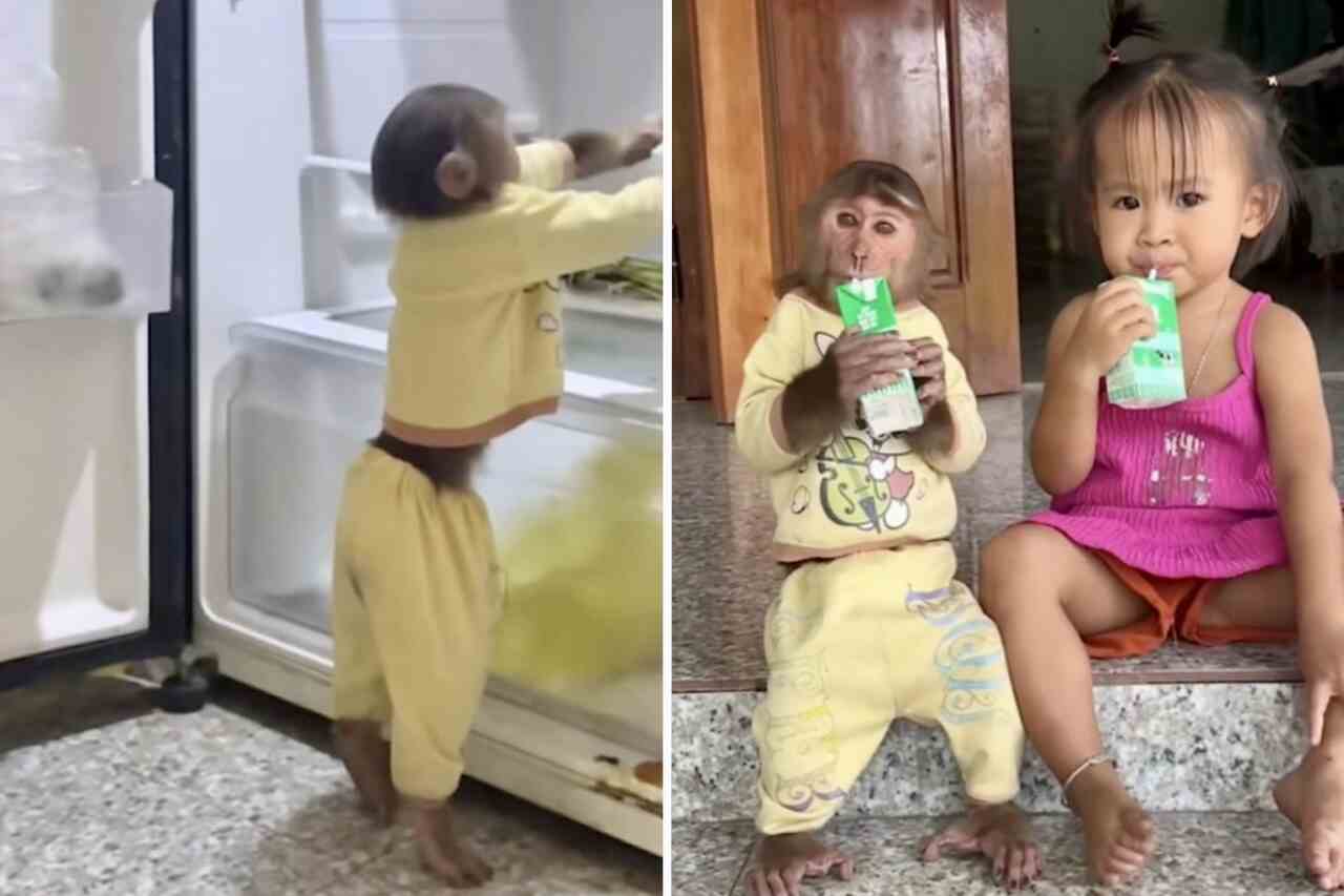 Vídeo: macaco inteligente pega dois sucos na geladeira e compartilha com menina