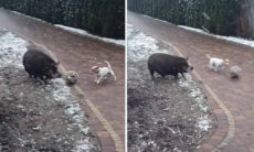 Vídeo impressionante: cãozinho e porco fazem tabela no futebol