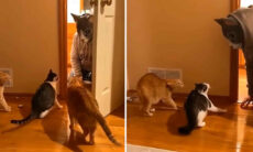 Vídeo hilário: donos se disfarçam de felinos e quase matam seus gatos do coração