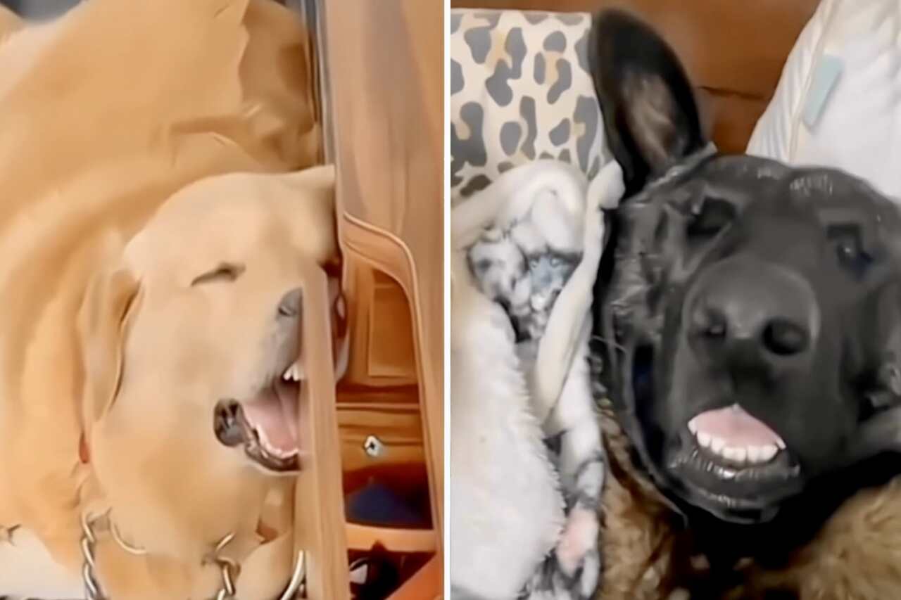 Lustige Videos zeigen extrem verschlafene Hunde