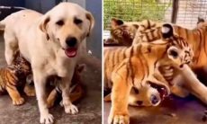 Vídeo: cadela amamenta filhotes de tigre e é aceita como mãe entre os felinos