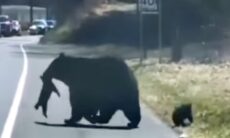 Vídeo registra dificuldade da mamãe urso para atravessar estrada com seus filhotes