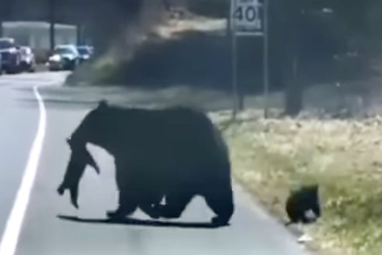 Videoclipul surprinde dificultățile mamei urs în traversarea drumului cu puii ei