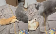 Vídeo hilário: veja o que acontece com quem cutuca um gato
