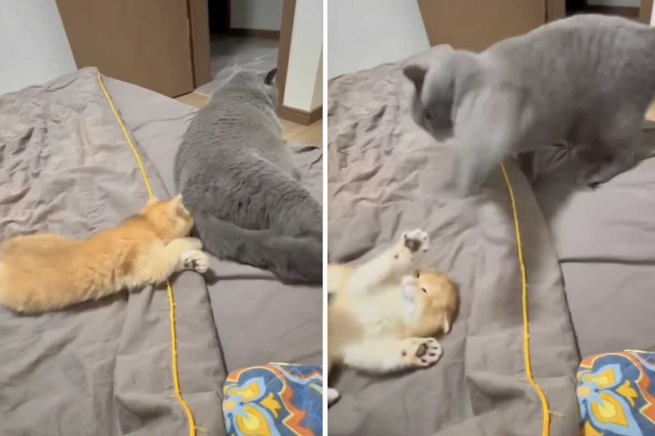 Vídeo hilário: veja o que acontece com quem cutuca um gato
