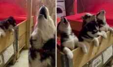 Vídeo barulhento: Mamãe husky ensina seus filhotes a uivar