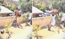 비디오: 매우 용감한 주인이 거대한 곰으로부터 그녀의 개를 보호. 사진: Instagram 캡처