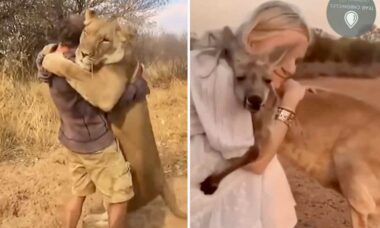 Vídeo registra relação afetuosa entre humanos e animais selvagens