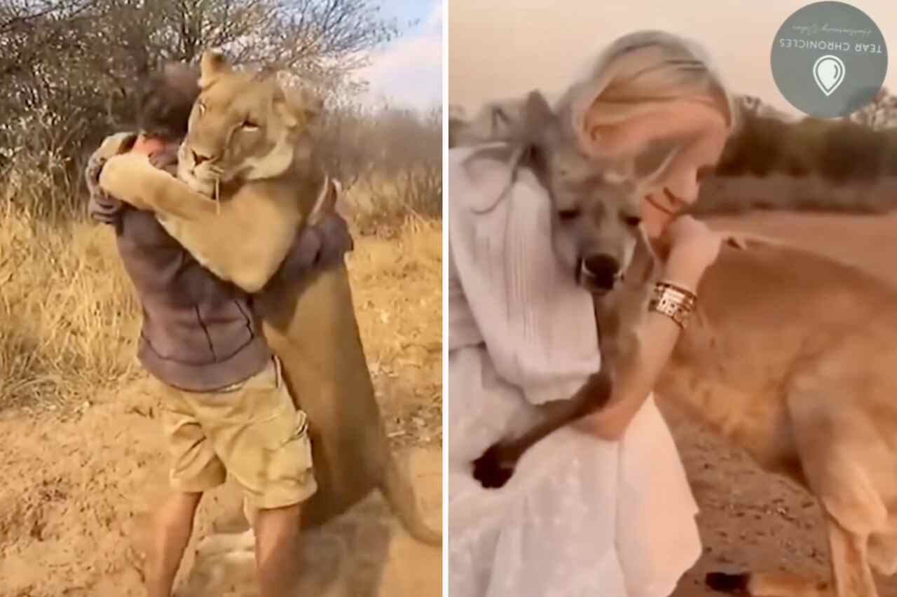 A videó egy szeretetteljes kapcsolatot mutat be emberek és vadállatok között