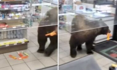 Vídeo: urso gigante invade loja de conveniência, pega chocolates e sai sem pagar