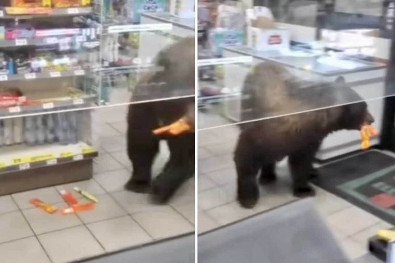 Vídeo: urso gigante invade loja de conveniência, pega chocolates e sai sem pagar