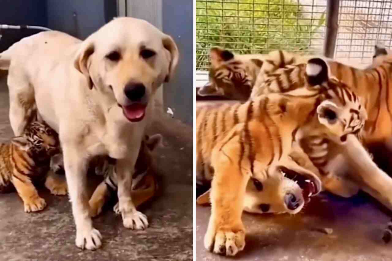 Film: Pies karmił tygrysięta i został zaakceptowany jako matka wśród kotowatych