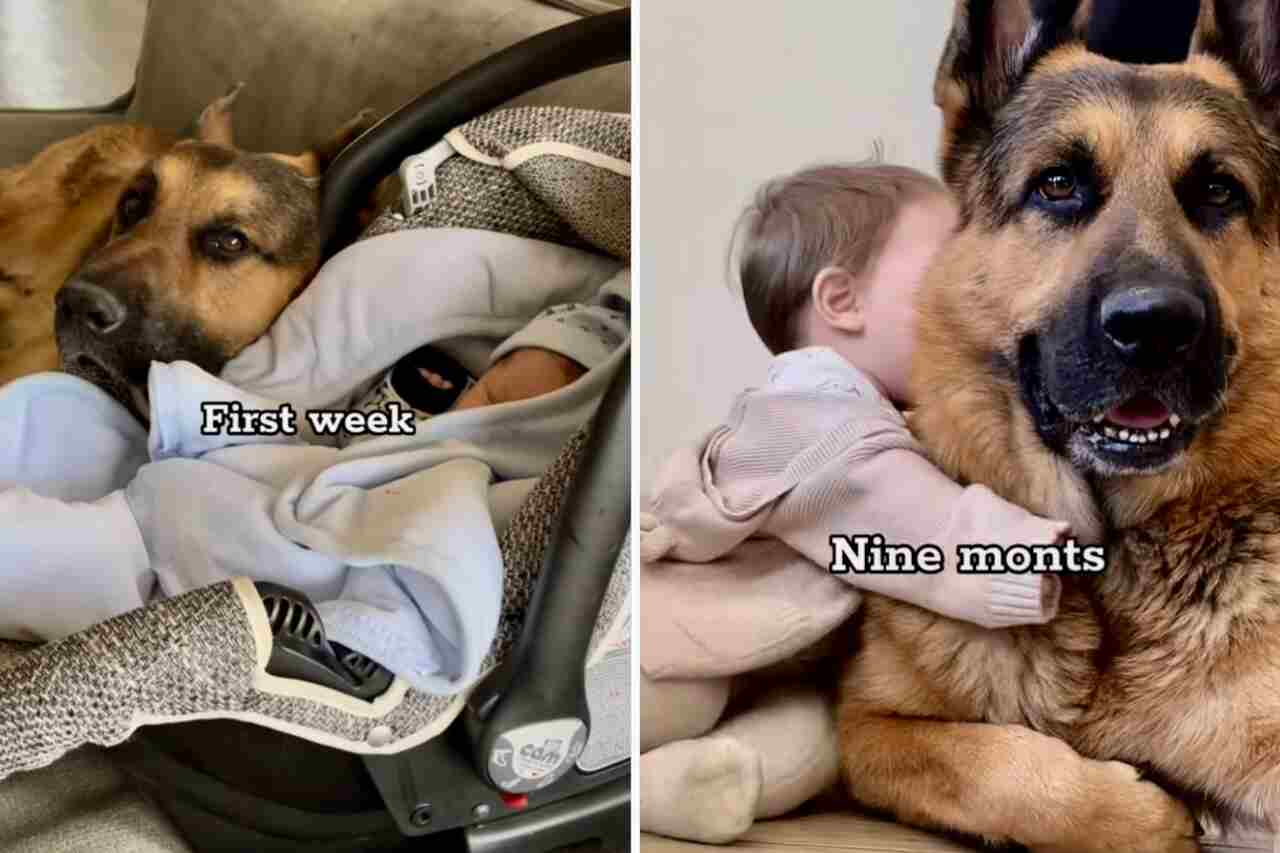 Vídeo fofo registra um ano de convivência entre bebê recém-nascido e cão pastor alemão