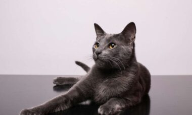 5 fatos surpreendentes sobre os gatos que talvez você não saiba