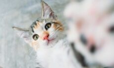 Sinais, feições, rabo, miados: entenda o que seu gato está querendo dizer