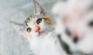 Sinais, feições, rabo, miados: entenda o que seu gato está querendo dizer