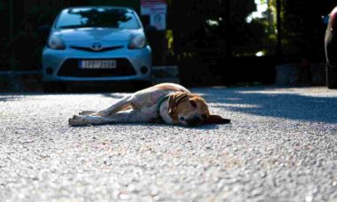 Cães destruidores provocam prejuízo de US$ 350 mil em loja de carros