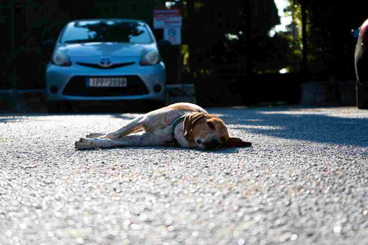 Zerstörerische Hunde verursachen einen Schaden von 350.000 US-Dollar bei Autohändler