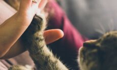 A importância dos pets na vida de quem sofre com transtornos psicológicos, segundo especialistas