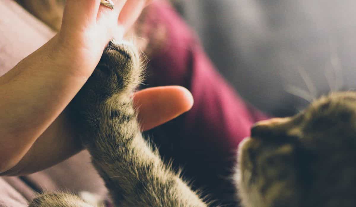 Het Belang van Huisdieren in het Leven van Mensen met Psychische Stoornissen, Volgens Experts