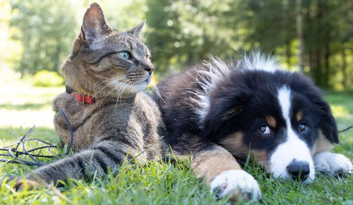 10 cose che ogni persona dovrebbe sapere prima di portare a casa un animale domestico