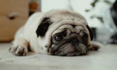 Cãozinho pug engole 60 elásticos de cabelo e vai parar no hospital