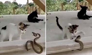 Vídeo impressionante registra gato e cobra em combate mortal