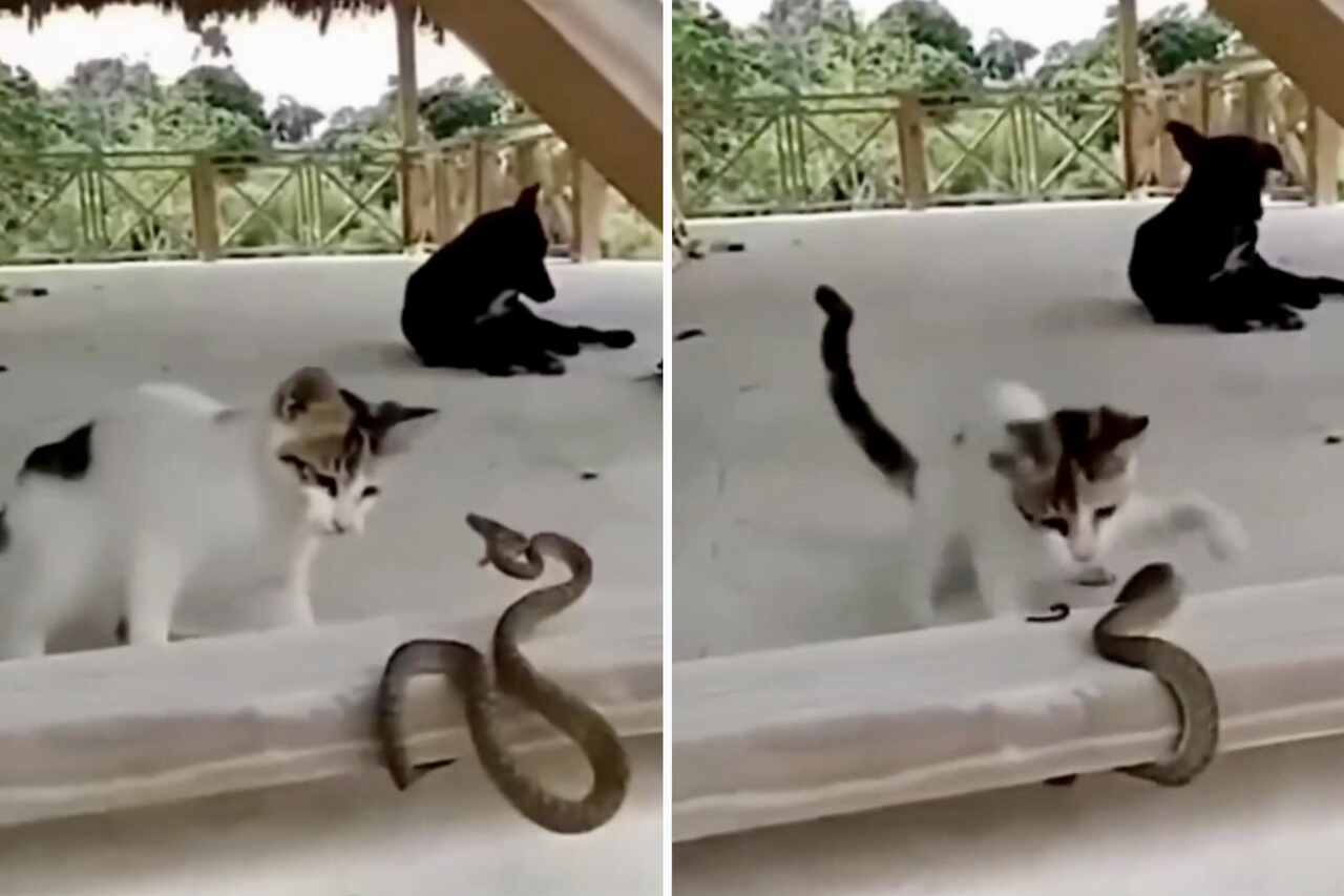 인상적인 비디오가 고양이와 뱀의 치명적인 전투를 기록했습니다.