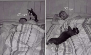 Vídeo hilário: cãozinho transforma a noite de sono do dono num inferno
