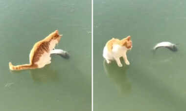 Vídeo hilário: gato fica decepcionado por não conseguir pegar peixe em lago congelado