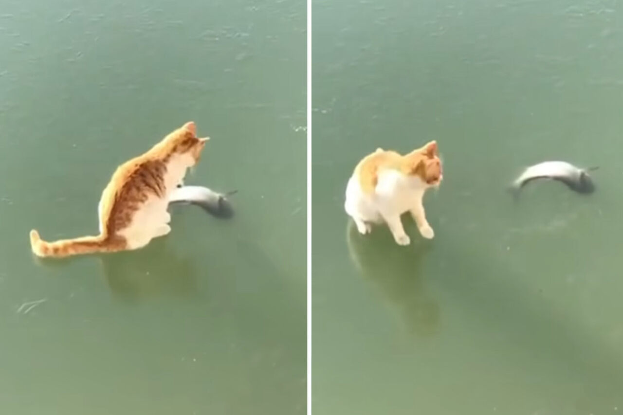Vídeo hilário: gato fica decepcionado por não conseguir pegar peixe em lago congelado