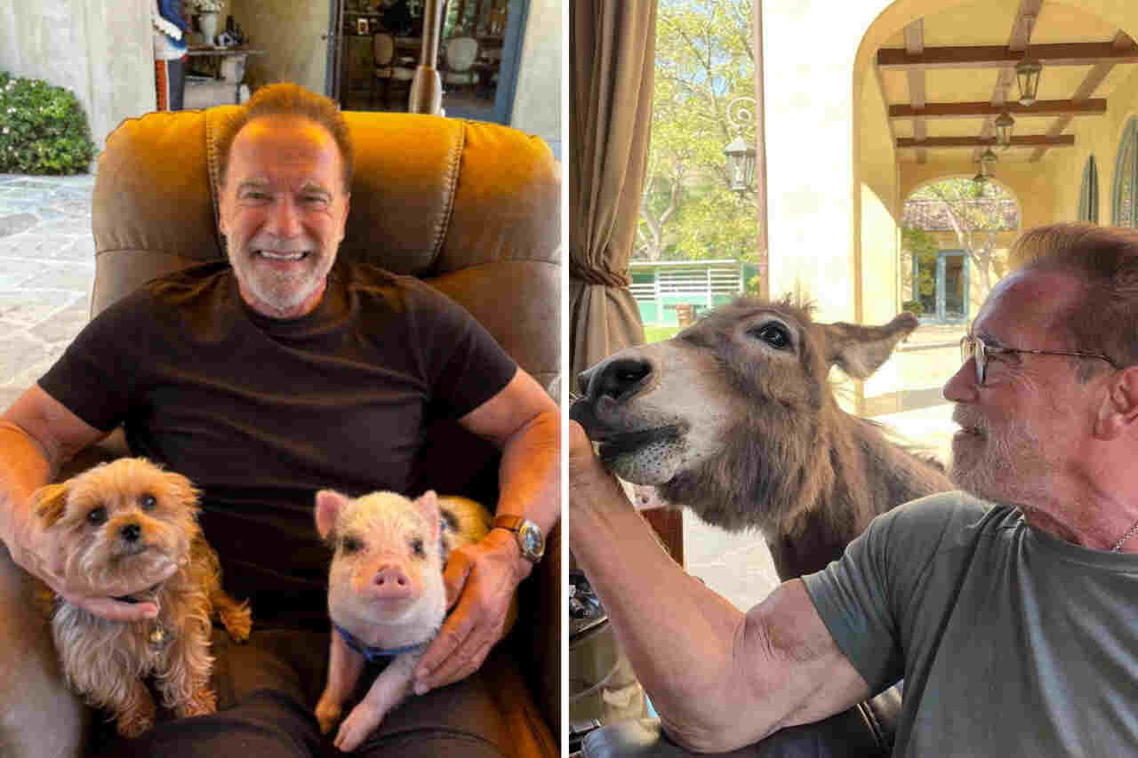 Asno, porco e até cães: conheça os bichos de Arnold Schwarzenegger