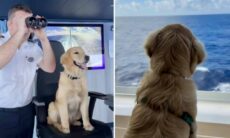 Conheça Rover, o cão golden retriever que é o novo tripulante de navio da Royal Caribbean
