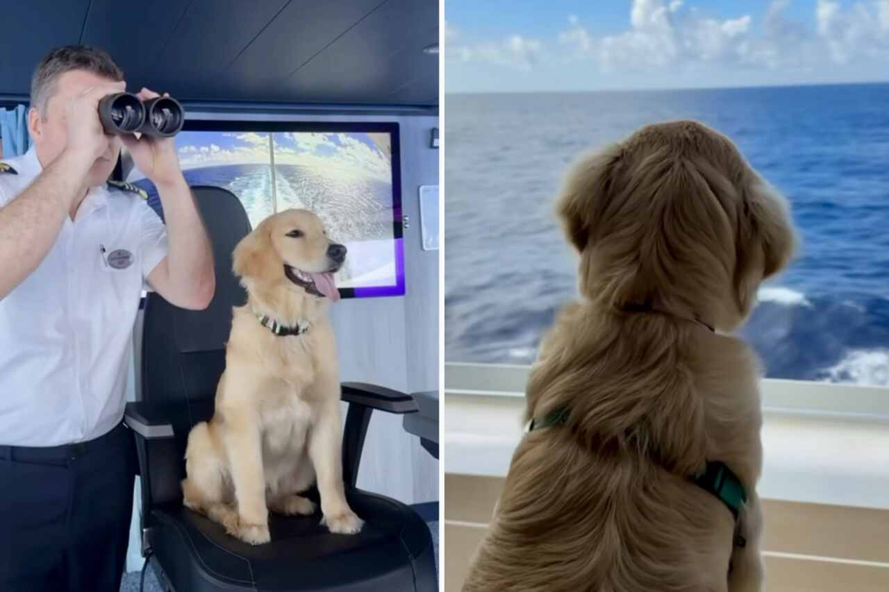 Conheça Rover, o cão golden retriever que é o novo tripulante de navio da Royal Caribbean