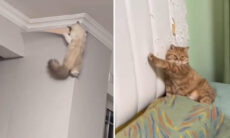 Vídeos hilários mostram que o poder destruidor dos gatos não tem limites