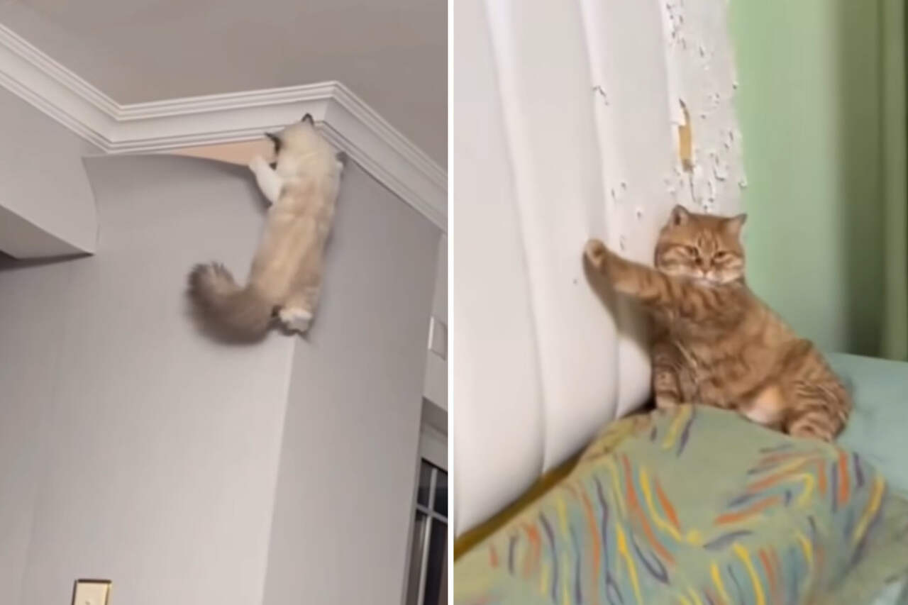 Vídeos hilários mostram que o poder destruidor dos gatos não tem limites