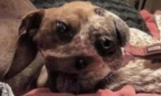 Esse é o cão mais bizarro do mundo ou apenas uma ilusão de ótica? Veja e decifre