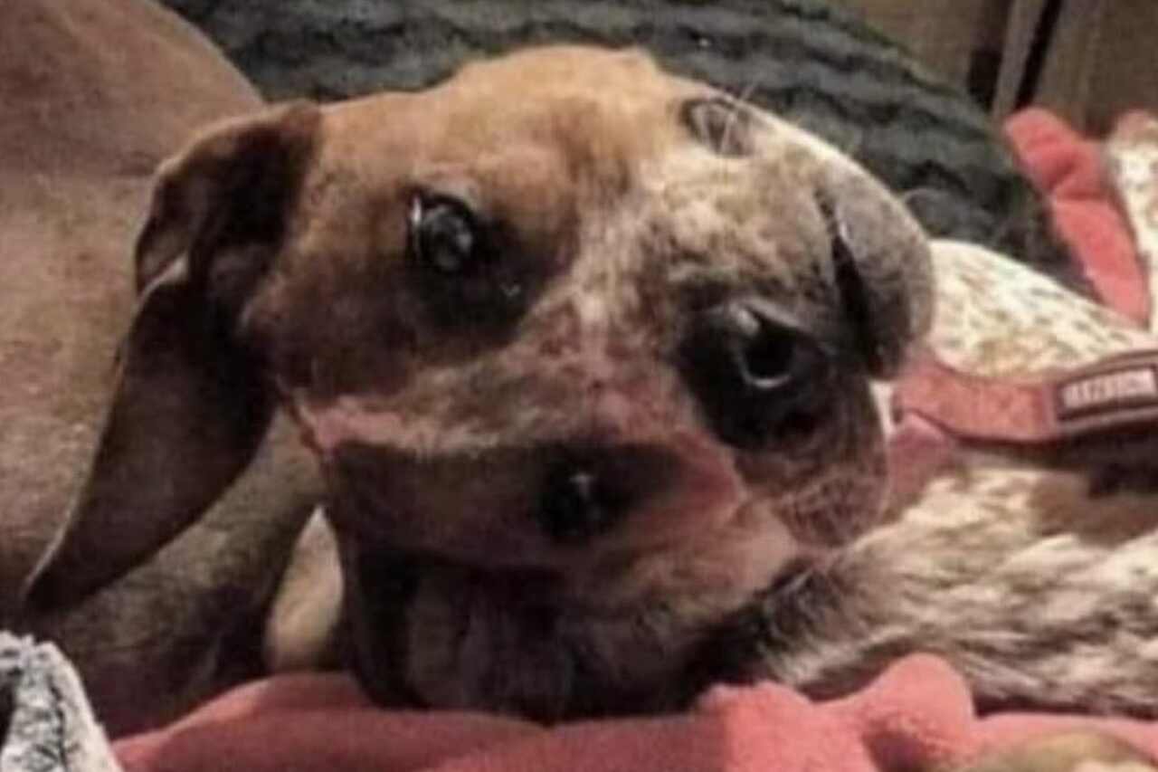 Esse é o cão mais bizarro do mundo ou apenas uma ilusão de ótica? Veja e decifre
